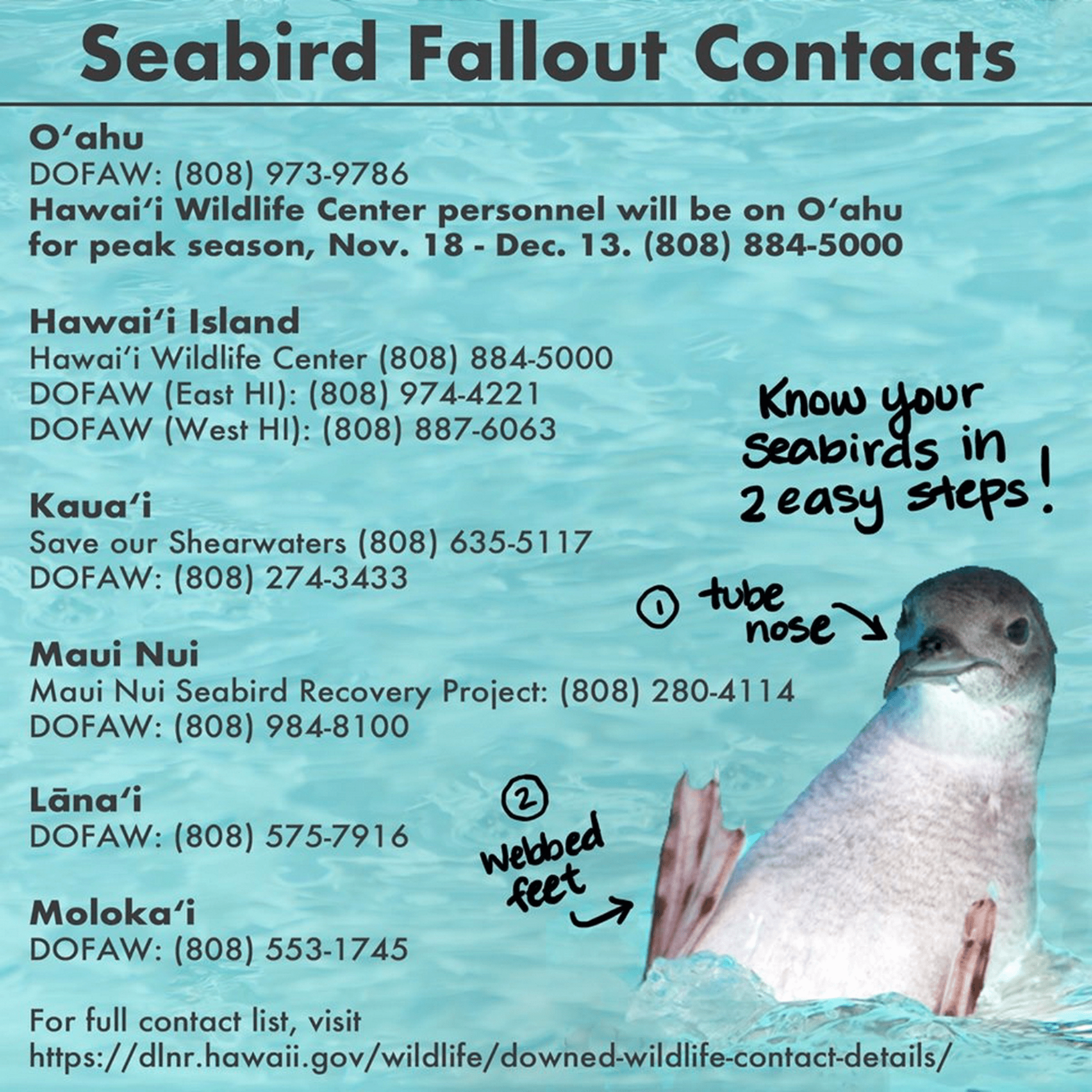 Seabird fallout contacts@2x min