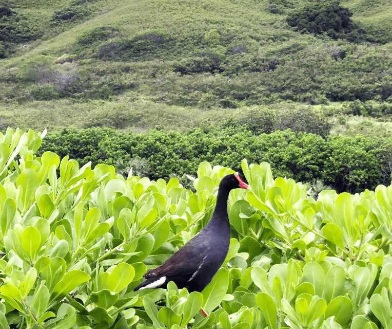 Conservation Kawainui Marsh min