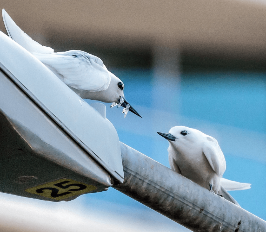 White Tern Talks Tours min