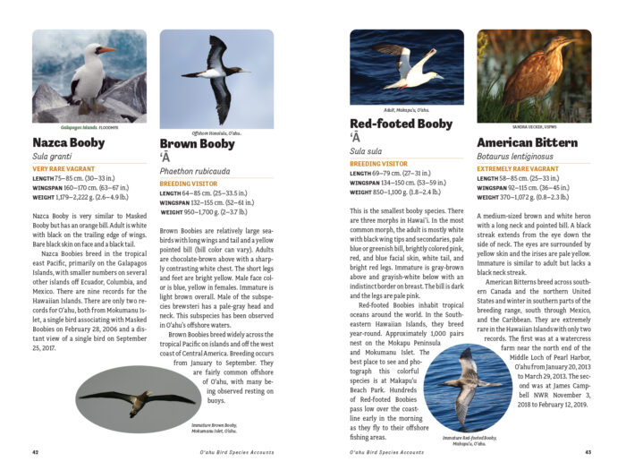 p 10 Birdwatching Guide.indd