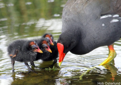 Ulae Fish The Fiery ʻAlae ʻUla 🔥 – Hawaiʻi Audubon Society