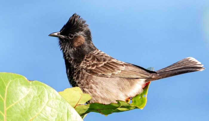 Red rears and red whiskers: It’s bulbul time – Hawaiʻi Audubon Society